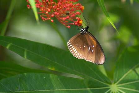 Bug butterfly park plant photo