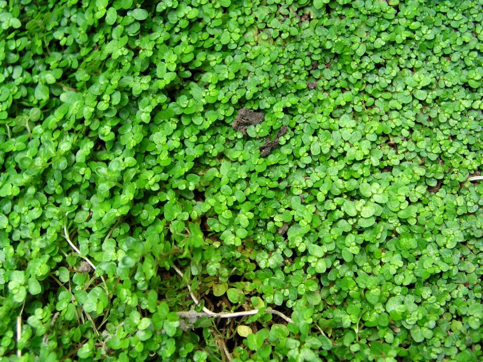 Plant ground cover