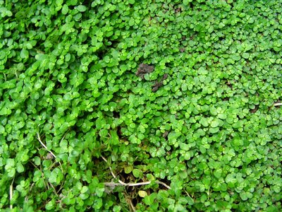 Plant ground cover photo