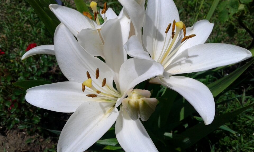 Lily white flowers