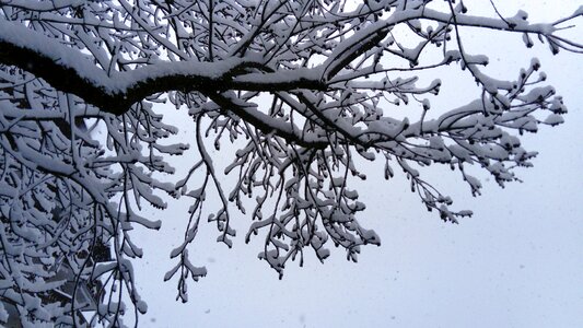 Nature frost the alps photo