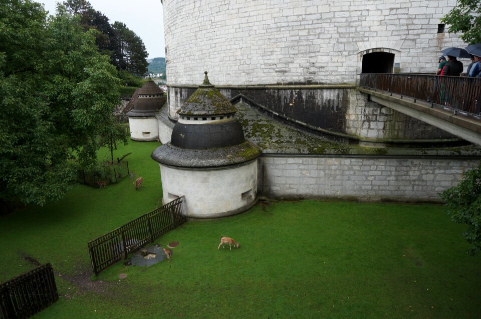 Swiss schaffhausen deer