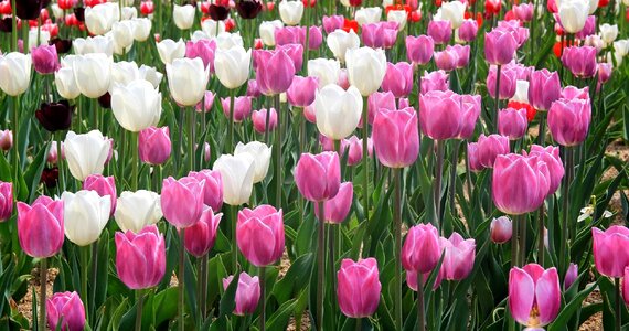 Spring days production flowers fair republic of korea