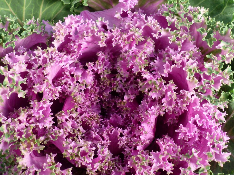 White spotted flower shaped