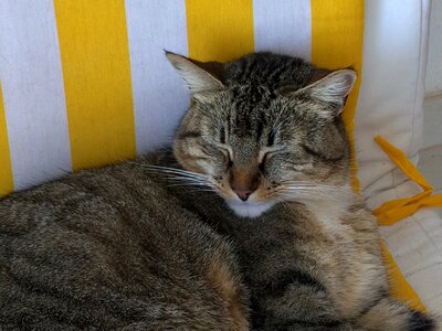Dozy cute pet