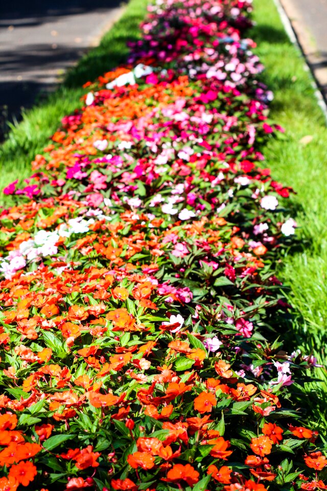 Flower arrangement small flower flowery