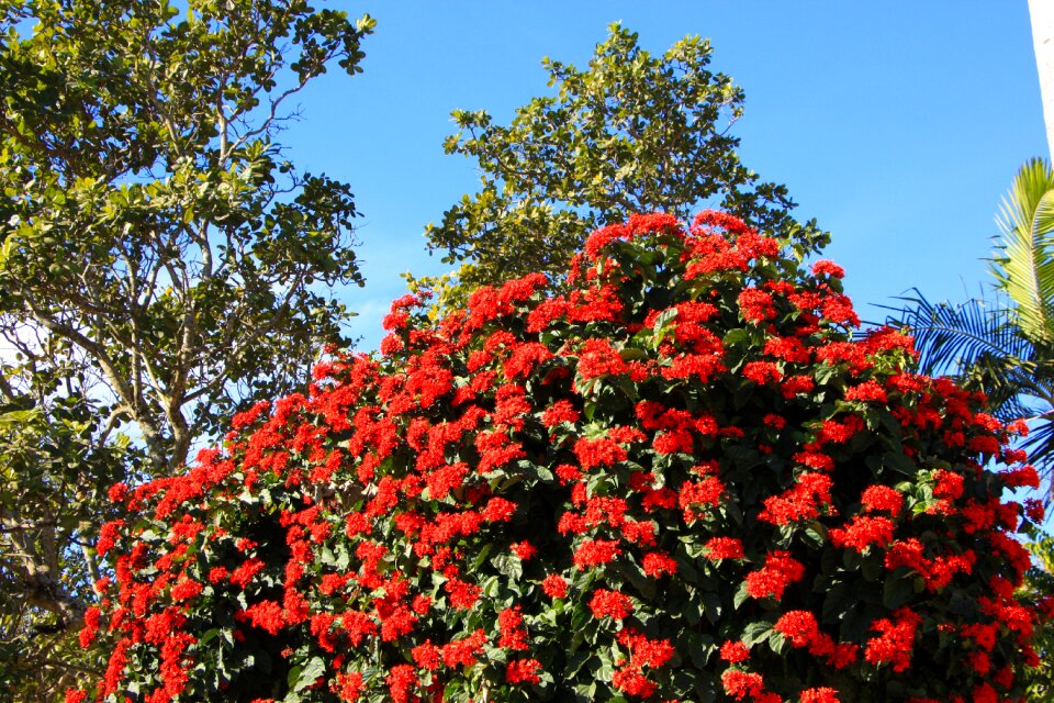 Flower red flower red dahlia