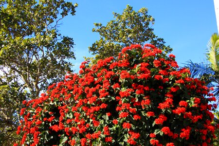 Flower red flower red dahlia