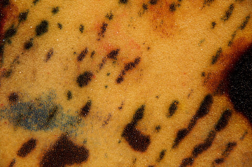 Structure texture yellow