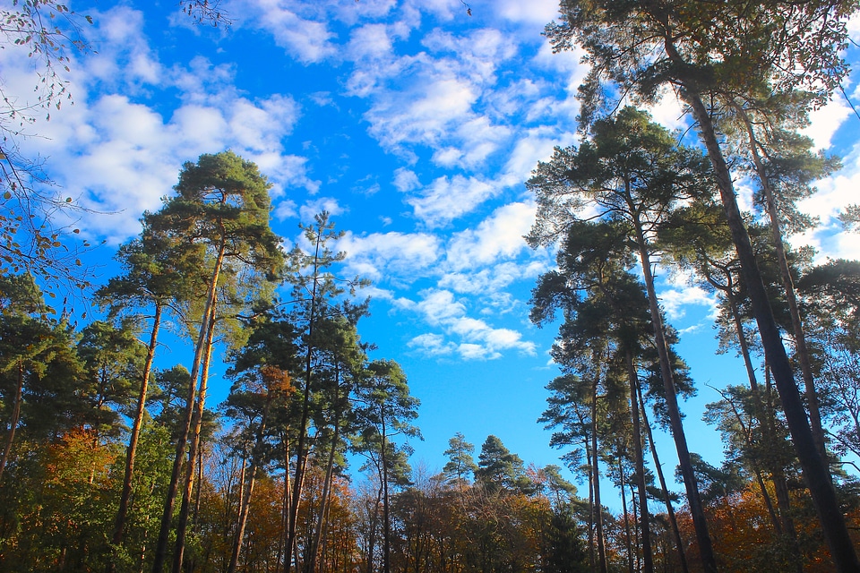 Trees sky clouds