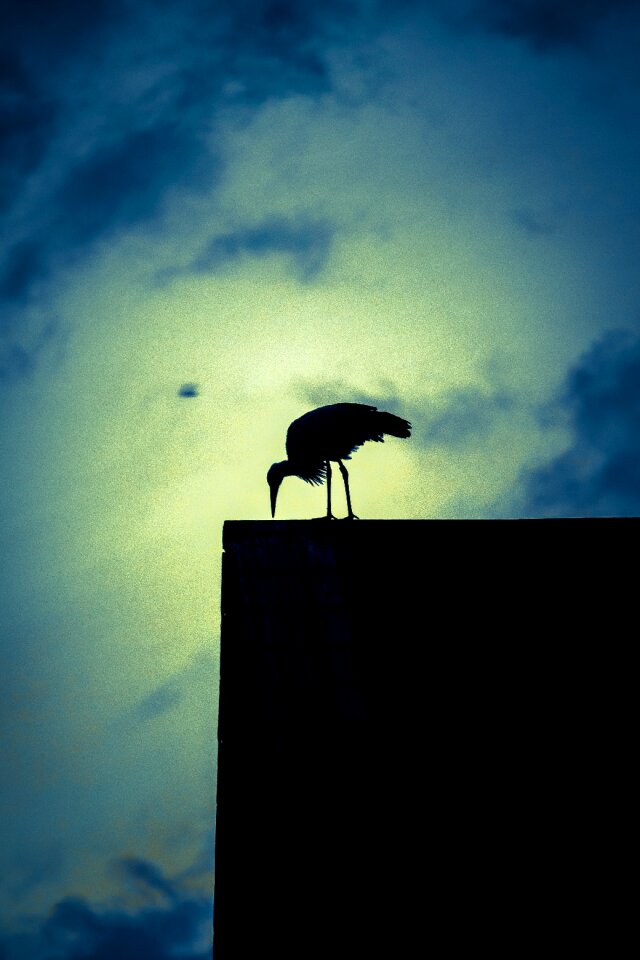 Silhouette abendstimmung bird