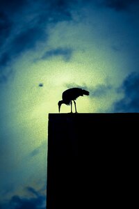 Silhouette abendstimmung bird