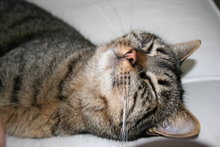 Kitten mieze tiger cat photo