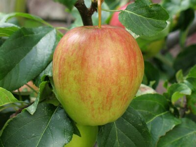 Apple nature fruits