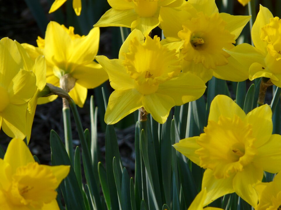 Flower narcissus garden