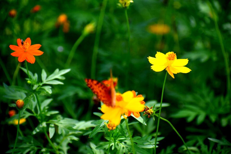 Nature insect spring