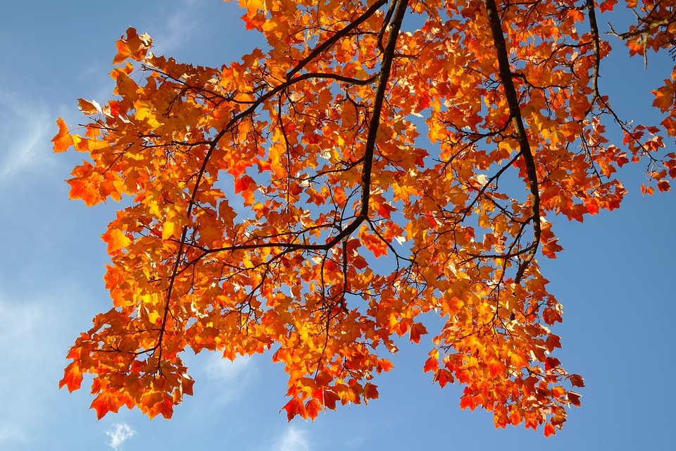 Branch maple acer platanoides photo