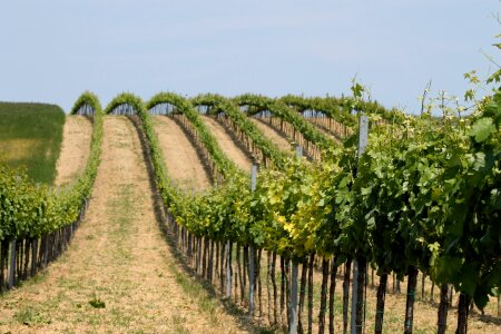 Landscape grapes nature