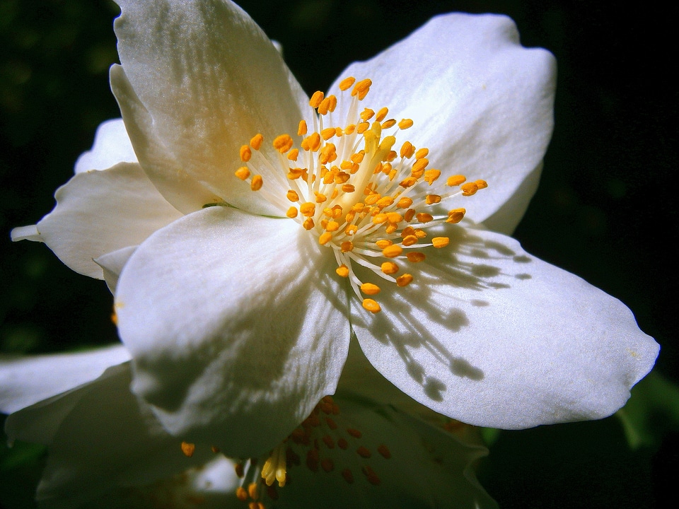 Jasmin european whistle shrub pale whistle shrub