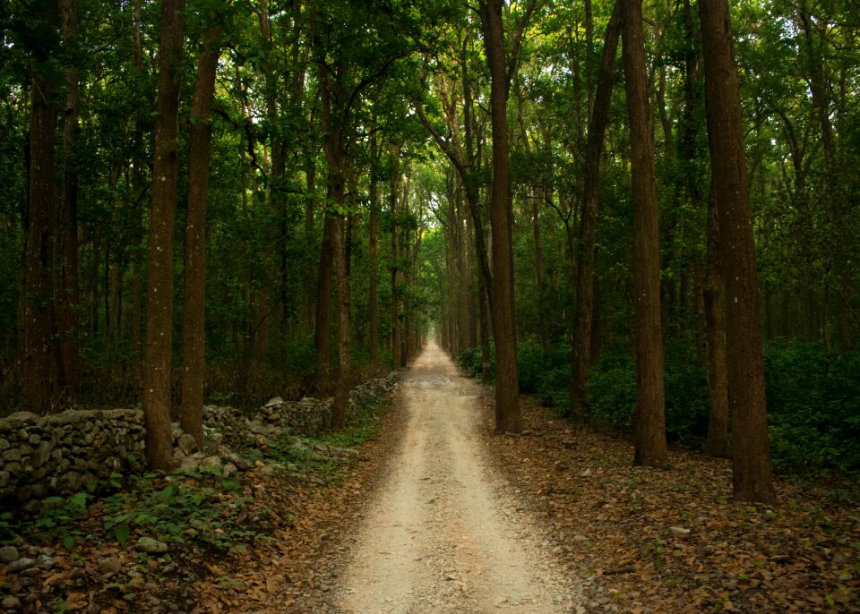 Nature landscape tree