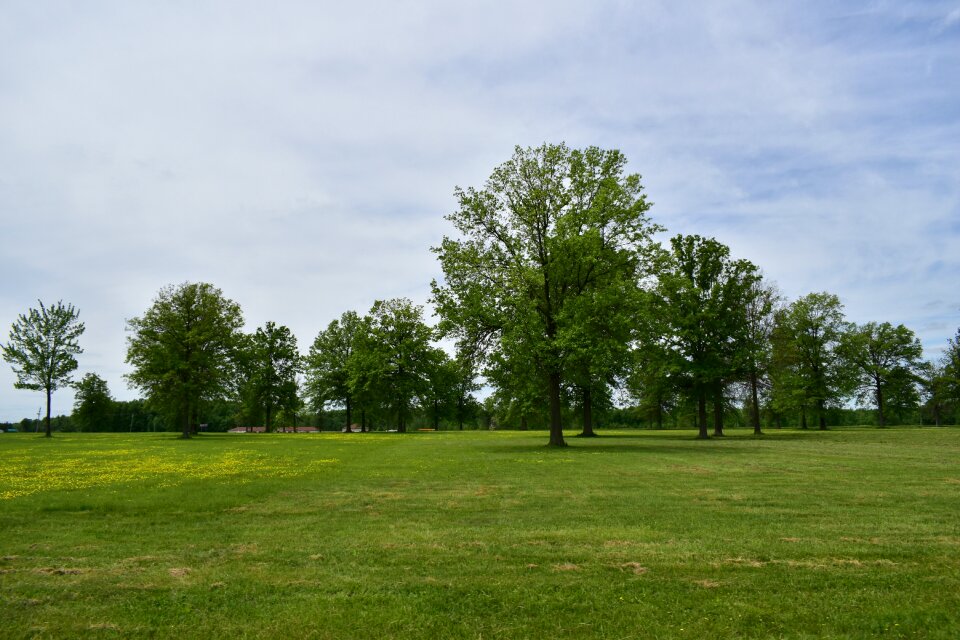 Landscape field summer