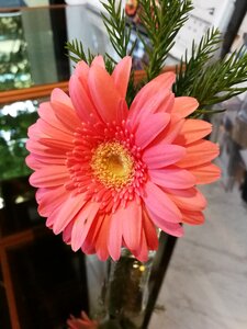 Nature the pink flowers colorful