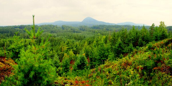 Spruce mountain nature photo