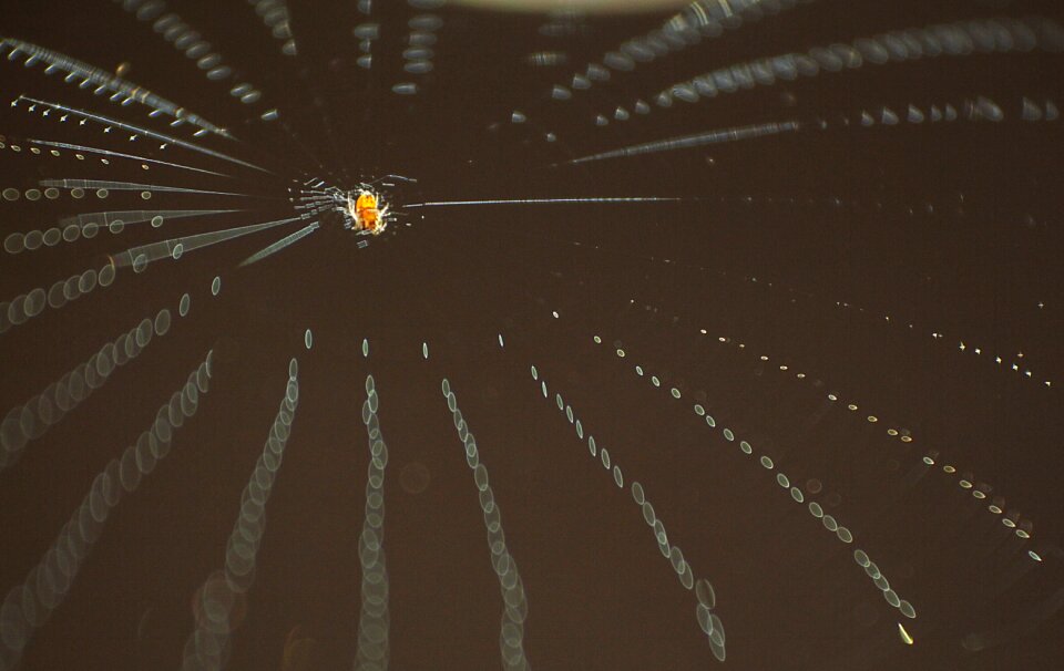 Spider web insect socket