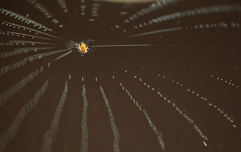 Spider web insect socket