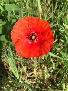 Red flower