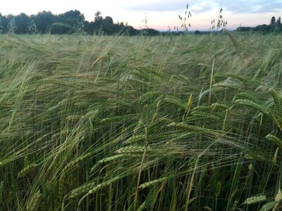 Rye nature summer