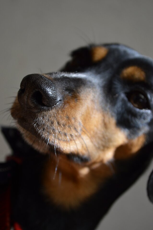 Free image canine pets