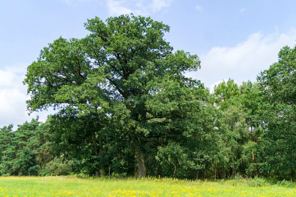 Tree landscape big tree