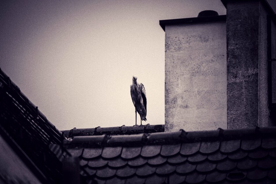Storks brick storchennest