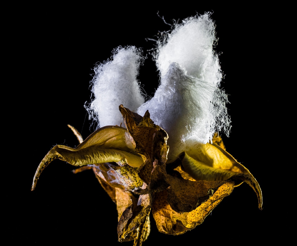 Cotton cotton shrub plant