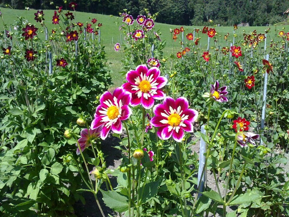 Garden autumn flower
