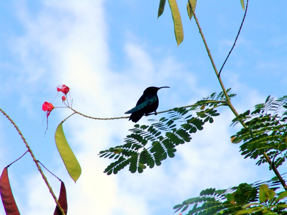 Martinique caribbean bird
