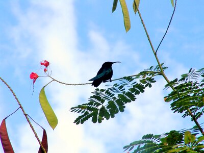 Martinique caribbean bird photo