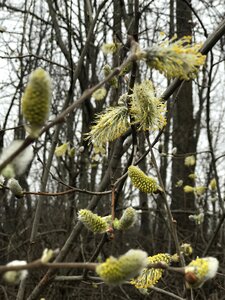 Of pussywillows