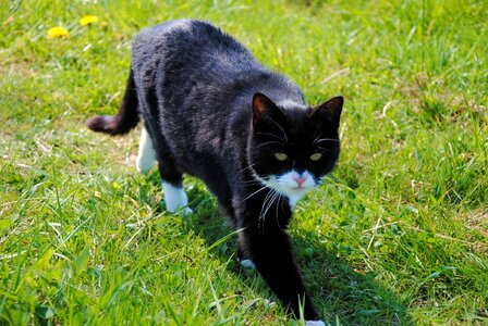 Animal domestic cat black