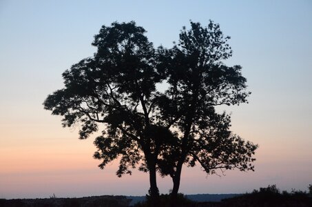 Evening branches sun photo