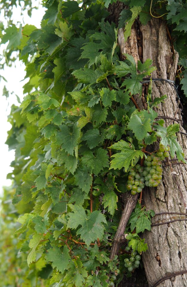 Winegrowing vineyard slope