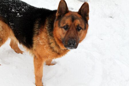 Animals frost emotions photo