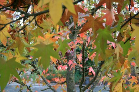 Autumn leaf foliage colorful photo