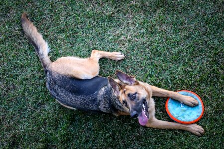 Canine purebred animal
