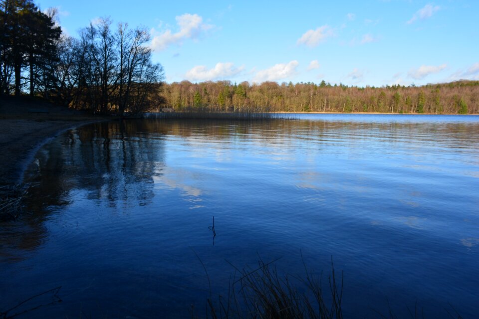 Landscape denmark forest