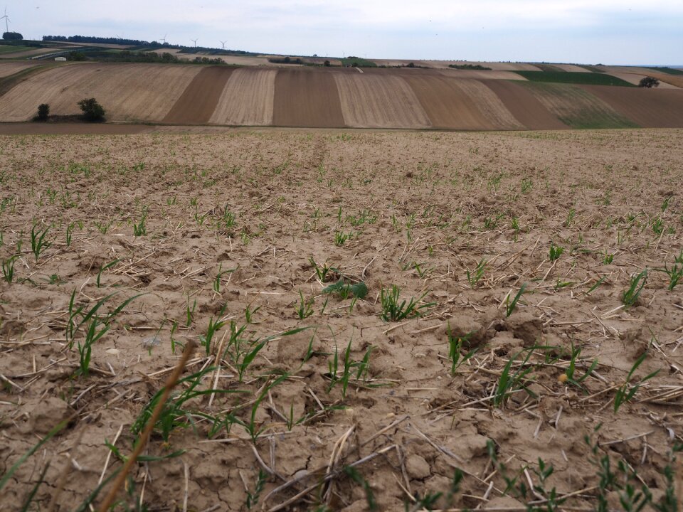 Nature cereals landscape