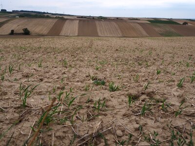 Nature cereals landscape