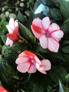 Floral bloom plant photo