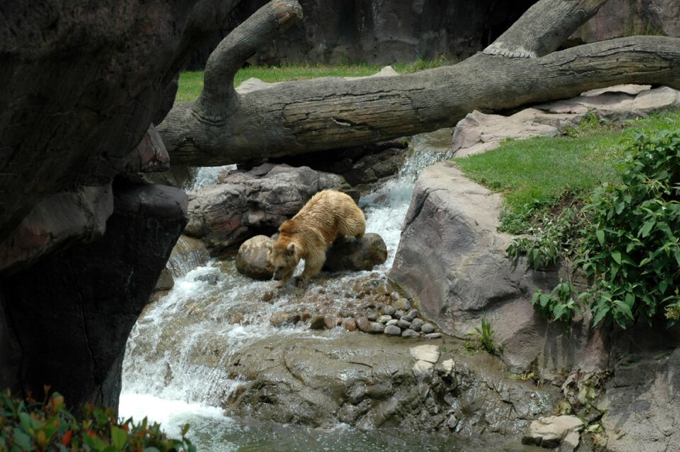 Mexico city chapultepec nature photo